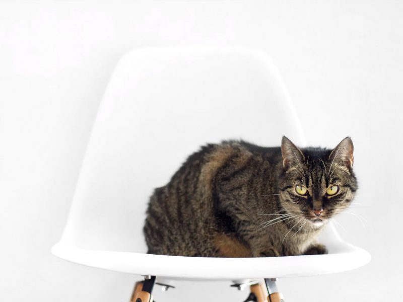 Tabby Cat on a Chair
